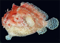 Antennarius 
          dorehensis - New Guinea frogfish - Zwerg Anglerfisch (Neu Guinea Anglerfisch)