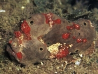Allenichthys glauerti (Glauert's Frogfish - Glauert Anglerfisch)