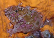 Antennarius bermudensis - Island frogfish - Bermuda Anglerfisch - Antenario