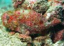 Antennatus coccineus - Antennarius coccineus - Freckled frogfish (Scarlet frogfish) - Sommersprossen Anglerfisch