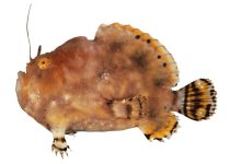Antennatus flagellatus (Whip Frogfish - Peitschen-Anglerfisch)