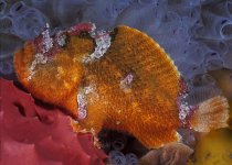 Echinophryne crassispina - Prickly Frogfish - 