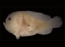 Histiophryne maggiewalker (Maggiewalker Frogfish - MaggiewalkerAnglerfisch)