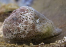 Histiophryne pogonius - Bearded Frogfish - Bärtiger Anglerfisch