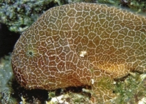 Histiophryne sp.1 (honeycomb frogfish  - Wabenmuster Anglerfisch)