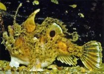 Kuiterichthys furcipilis (Rough Frogfish - Rauer Anglerfisch)