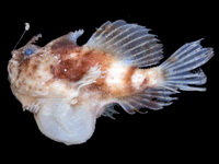 Kuiterichthys pietschi - Pietsch's frogfish - Pietsch's Anglerfisch