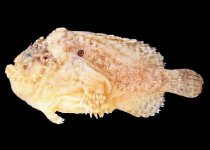 Lophiocharon hutchinsi (Hutchins' Anglerfish - Hutchins Anglerfisch)
