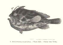 udiantennarius subteres (Deepwater Frogfish - Tiefwasser-Anglerfisch)