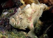 Phyllophryne scortea - Smooth Frogfish - Glatter Anglerfisch