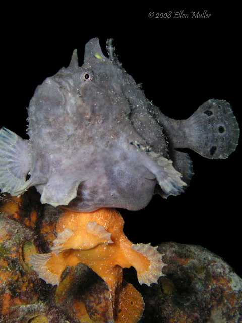 Antennarius multiocellatus (Longlure frogfish - Augenfleck Anglerfisch - Martín pescador, pescador caña larga)