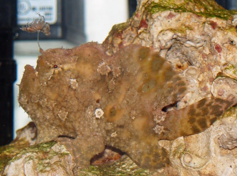 Antennarius indicus (Indian frogfish - Indischer Anglerfisch) 