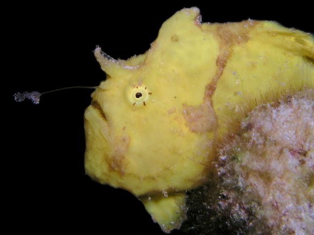 Antennarius multiocellatus (Longlure frogfish, Flagpole Frogfish - Augenfleck Anglerfisch) 