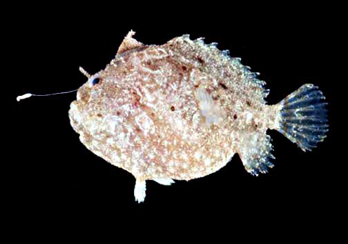 Antennatus analis - Antennarius analis Tail-Jet Frogfish - "Schwanz-Öffnung" Anglerfisch 