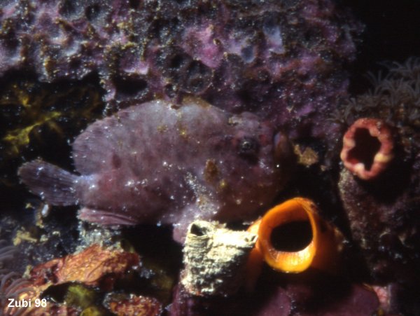 grey spotfin frogfish (<em>Antennarius 
        nummifer</em>)