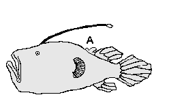 Ceratiidae (Seadevils) 