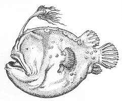 Himantolophidae (Footballfishes) 