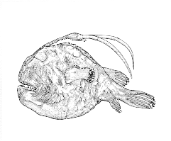 Himantolophidae (Footballfishes) 