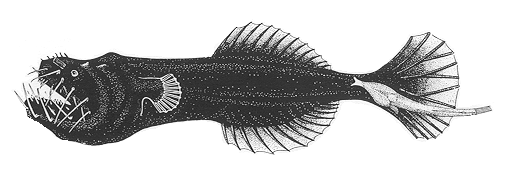 Neoceratiidae (Toothed seadevils)