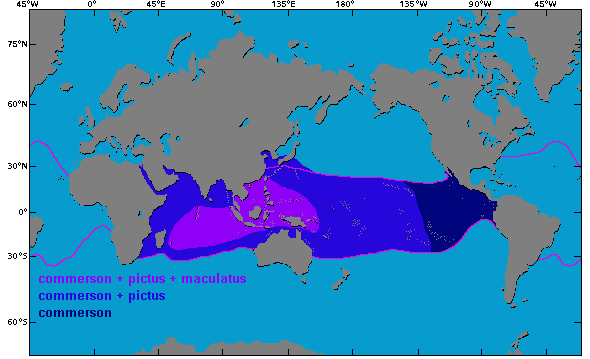 Map: Range of the Frogfishes Antennarius commerson, Antennarius maculatus and Antennarius pictus according to Fishbase