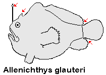 Allenichthys glauerti - Glauert's Frogfish - Glauert Anglerfisch