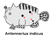 Antennarius indicus - Indian frogfish - Indischer Anglerfisch 