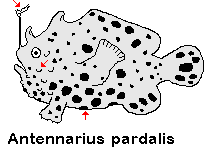 Antennarius pardalis  - Leopard frogfish - Leoparden Anglerfisch