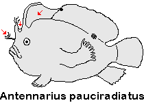 Antennarius pauciradiatus - Dwarfed Frogfish - Zwergenhafter Anglerfisch - pescador enano