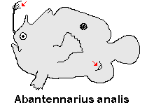 Antennarius analis - Tail-Jet Frogfish - Schwanz-Öffnung Anglerfisch