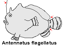Antennatus flagellatus (Whip Frogfish - Peitschen-Anglerfisch) 