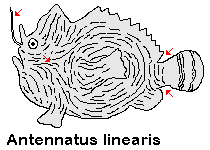 Antennatus linearis