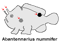 Antennarius 
        nummifer - Spotfin frogfish (coinbearing frogfish, whitefingered frogfish) - Rückenfleck Anglerfisch