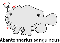 Antennarius sanguineus - Bloody frogfish (Sanguine frogfish) - Blutiger Anglerfisch