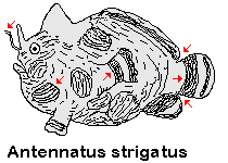 Antennatus strigatus - Bandtail frogfish - Gebänderter Schwanz Anglerfisch