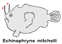 Echinophryne mitchelli - Mitchell's Frogfish (Long-spined anglerfish) - Mitchell's Anglerfisch