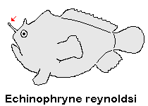 Echinophryne reynoldsi - Reynolds' Frogfish - Reynold's Anglerfisch
