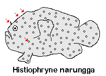 Histiophryne maggiewalker (Maggiewalker frogfish - Maggiewalker Anglerfisch)