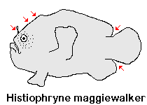 Histiophryne maggiewalker (Maggiewalker frogfish - Maggiewalker Anglerfisch)