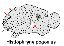 Histiophryne sp2 - <em>Histiophryne cf cryptacanthus</em> 
