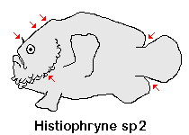 Histiophryne sp3 (Bearded Taiwan Frogfish - Bärtiger Taiwan Anglerfisch)
