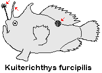 Kuiterichthys furcipilis - Rough Frogfish