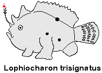Lophiocharon trisignatus - Three-Spot Frogfish (Spotted-Tail Frogfish) - Dreifleck- Anglerfisch (Schwanzfleck Anglerfisch)
