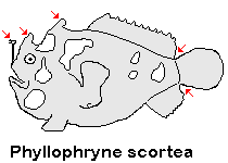 Phyllophryne scortea - Smooth Frogfish - Glatter Anglerfisch 