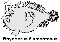 Rhycherus filamentosus - Tasseled Frogfish - Quasten Anglerfisch 