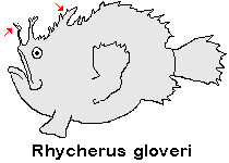 Rhycherus gloveri - Glover's Frogfish - Glover's Anglerfisch