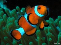 Coral Reef Fishes - Osteichthyes - Korallenfische
