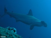Sharks and Rays - Haie und Rochen