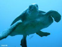 Marine Reptiles - Meeresreptilien