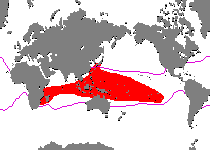 Range - Verbreitung Antennatus dorehensis - Antennarius 
          dorehensis - New Guinea frogfish - Zwerg Anglerfisch (Neu Guinea Anglerfisch)