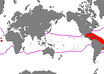 Range - Verbreitung Antennarius multiocellatus (Longlure frogfish - Augenfleck Anglerfisch - Martín pescador, pescador caña larga)